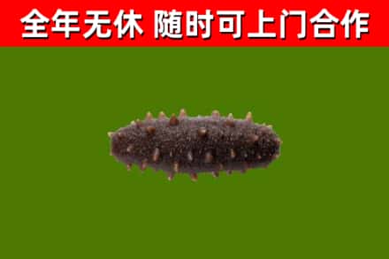 三台县烟酒回收干海参.jpg